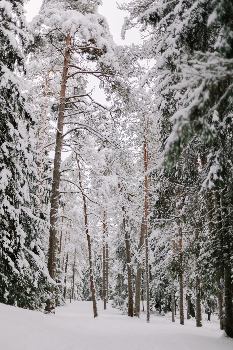 Schneebedeckte Nadelbäume in einem winterlichen Wald