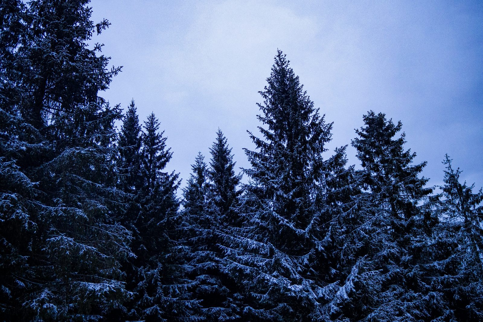 Schneebedeckte Fichtenwipfel in einem Mittelgebirgs-Nadelwald bei Dämmerung