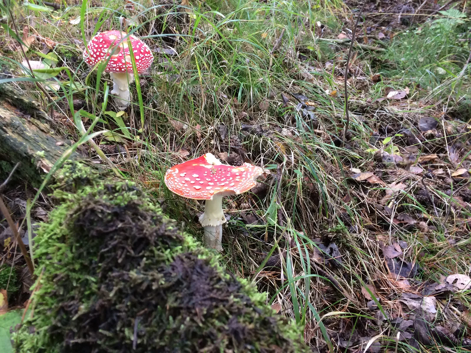 Zwei Fliegenpilze zwischen Gras und Laub am Waldboden im Oktober