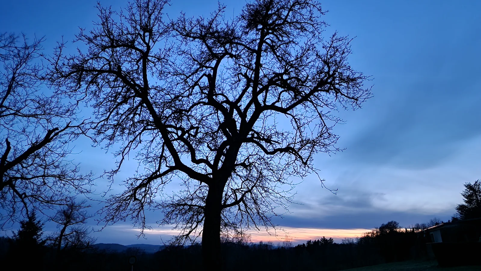 Silhouette eines kahlen Baumes vor dramatischem Abendhimmel in Rosa- und Blautönen