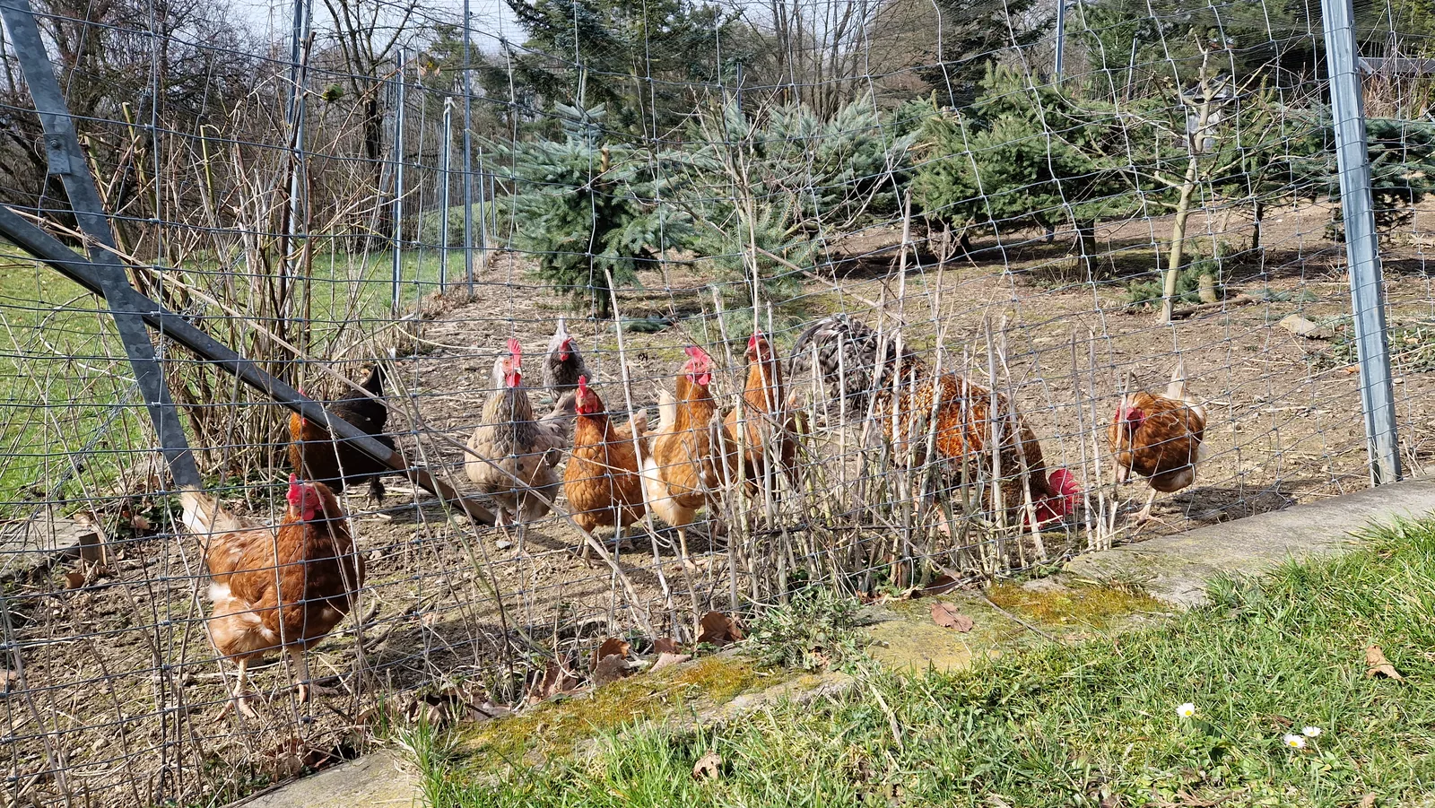 Hühnerschar auf einer Wiese an einem Gartenzaun in der Morgensonne