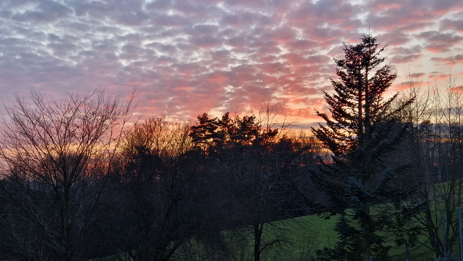 Intensiver rosa-oranger Sonnenuntergang über Bäumen und einer Gartenwiese