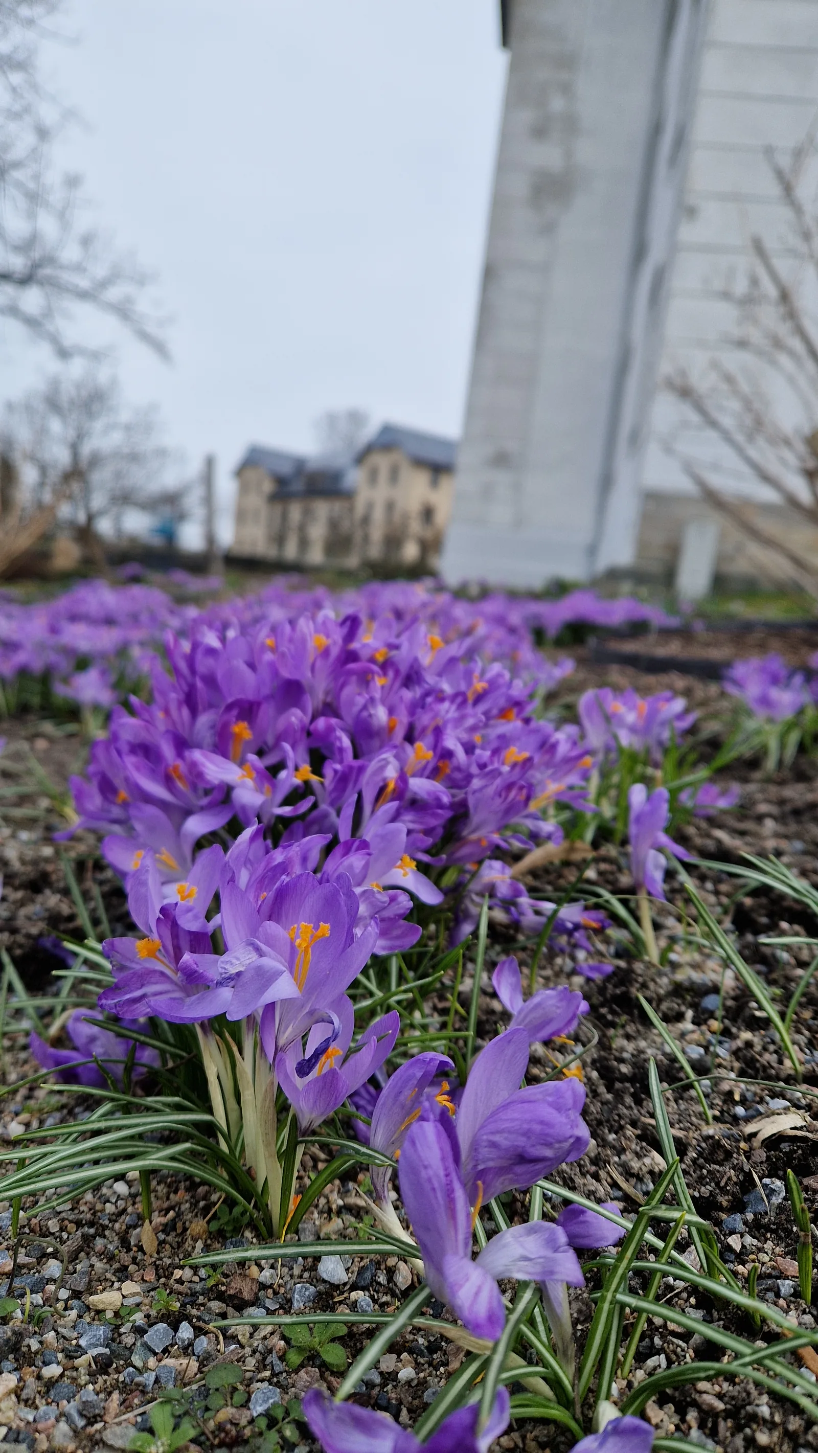 Violette Krokusse blühen an einer Mauerecke innerhalb der Festungsanlage